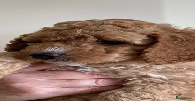 Cockapoo dogs - Advert 2