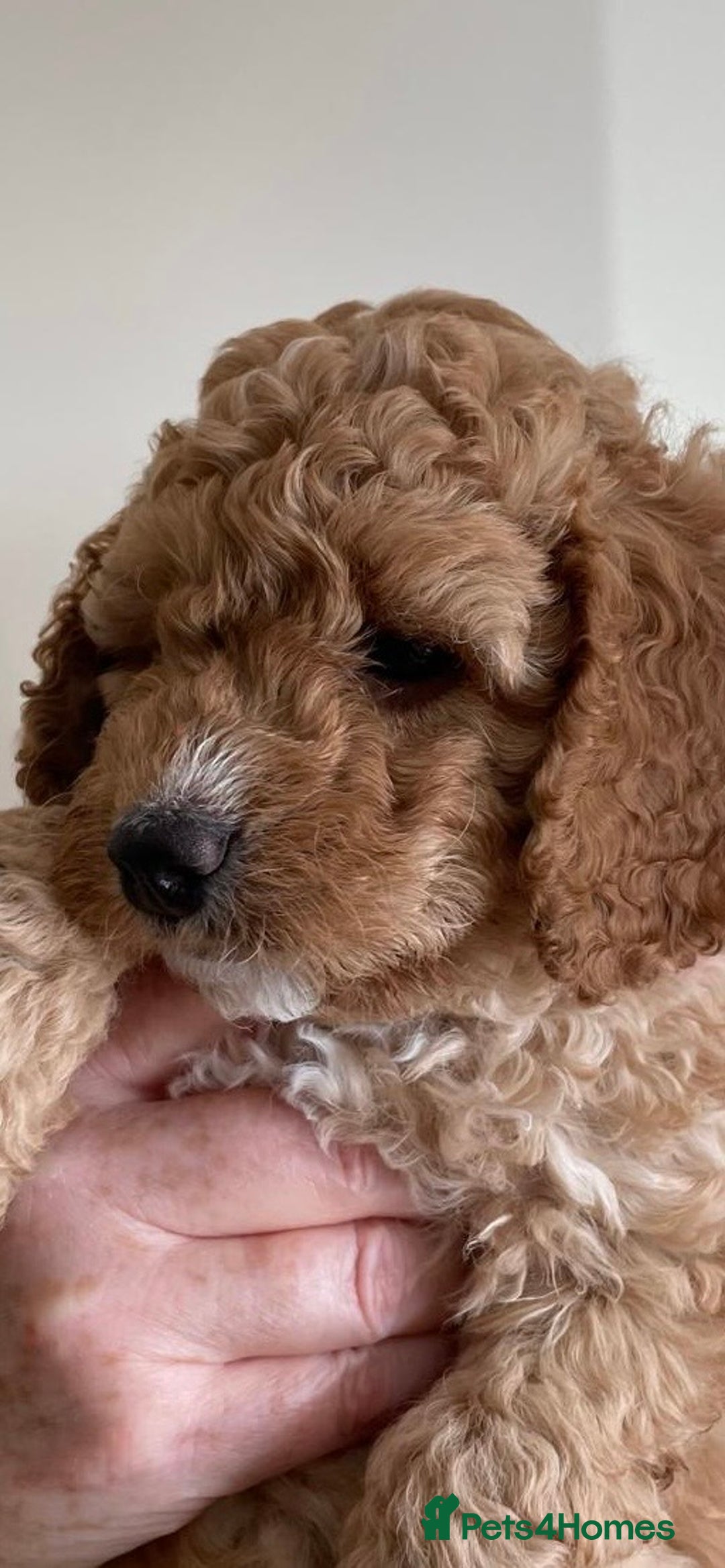 Cockapoo dogs for sale: F1b Cockapoos - Image 2