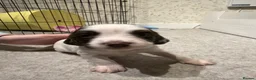 English Springer Spaniel dogs for sale: English Springer Spaniel puppies - Advert 13