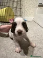 English Springer Spaniel 5