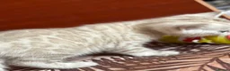 Bengal cats for sale: Beautiful Bengal Kittens – Ready Soon 🐾 in London - Advert 14