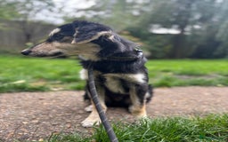 Mixed Breed dogs for adoption: Meet Noodle – Sweet & Shy Pup Looking for Love 🐾 - Image 5