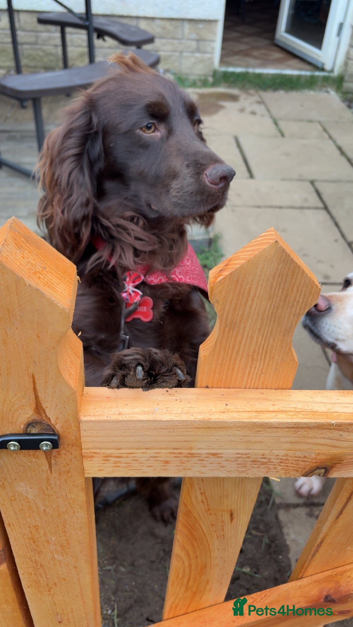 Cocker Spaniel dogs Chocolate cocker spaniel  - Advert 15