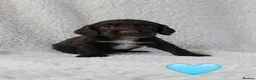 Sprocker dogs for sale: Beautiful Sprocker Spaniel puppies  - Advert 6