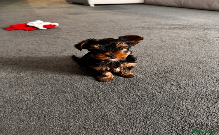 Yorkshire Terrier dogs - Advert 3