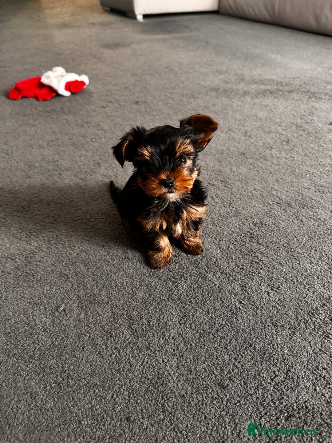 Yorkshire Terrier dogs for sale: 🐾 Adorable Puppies for Sale! 🐾 - Image 1