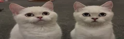 British Shorthair cats for sale: Rare GCCF Gold/Silver Tipped BSH Kittens - Advert 2