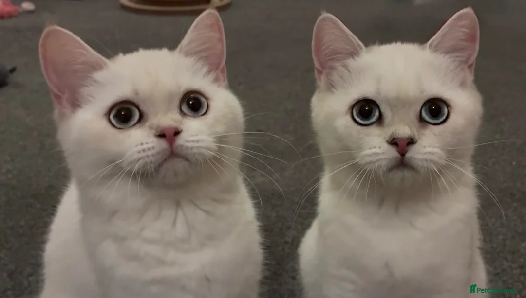 British Shorthair cats for sale: Rare GCCF Gold/Silver Tipped BSH Kittens - Advert 2