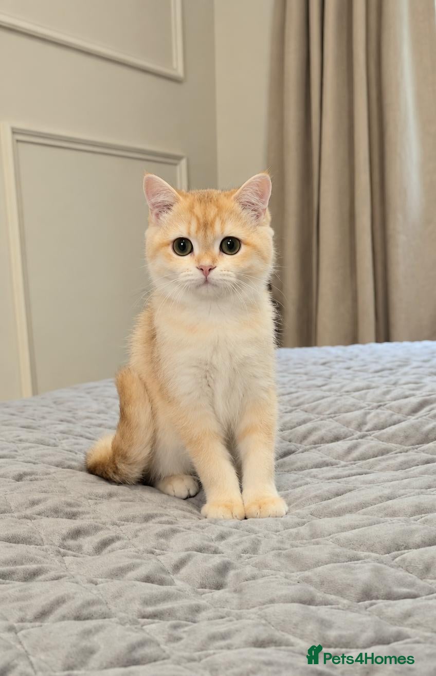 British Shorthair cats GCCF Chocolate Golden Girl | LAST ONE | Ready NOW - Advert 2