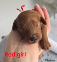 Cavapoo dogs - Advert 11