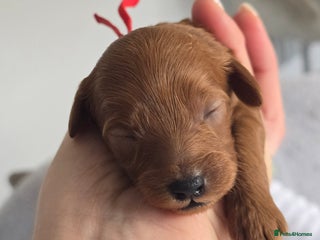 Cavapoo dogs - Advert 3