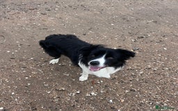 Border Collie dogs for stud: Beautiful Border Collie for Stud - Image 4