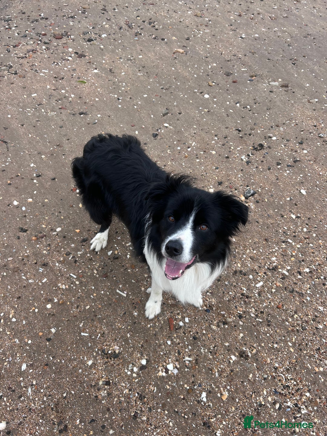 Border Collie dogs for stud: Beautiful Border Collie for Stud - Image 4