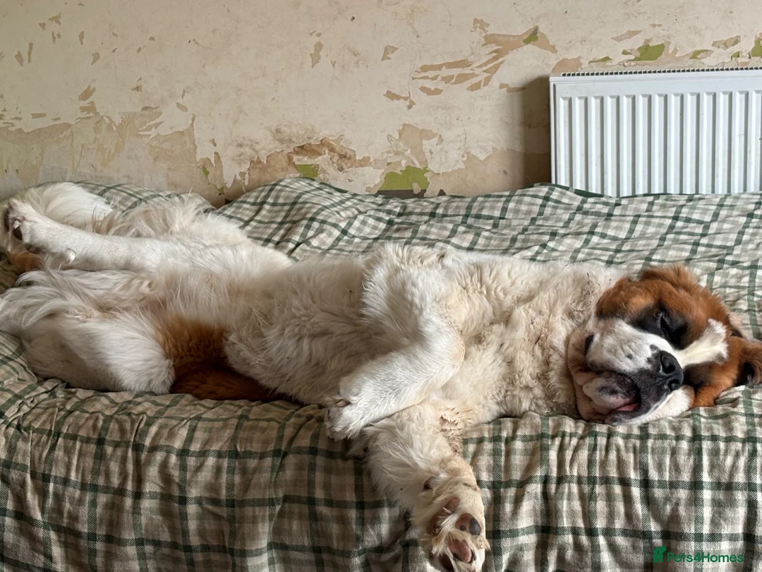 Saint Bernard dogs for sale: REHOME MALE SAINT BERNARD- CHESTER - Advert 3