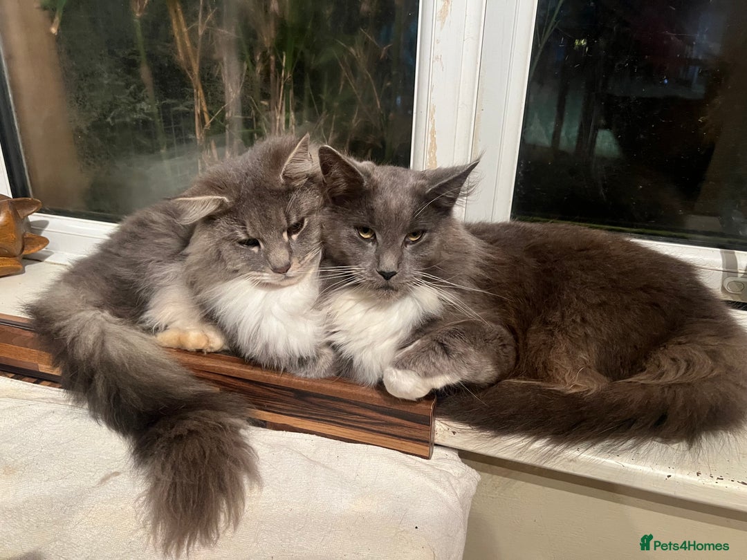 Maine Coon cats for sale: Maine coon mother and son  - Image 7