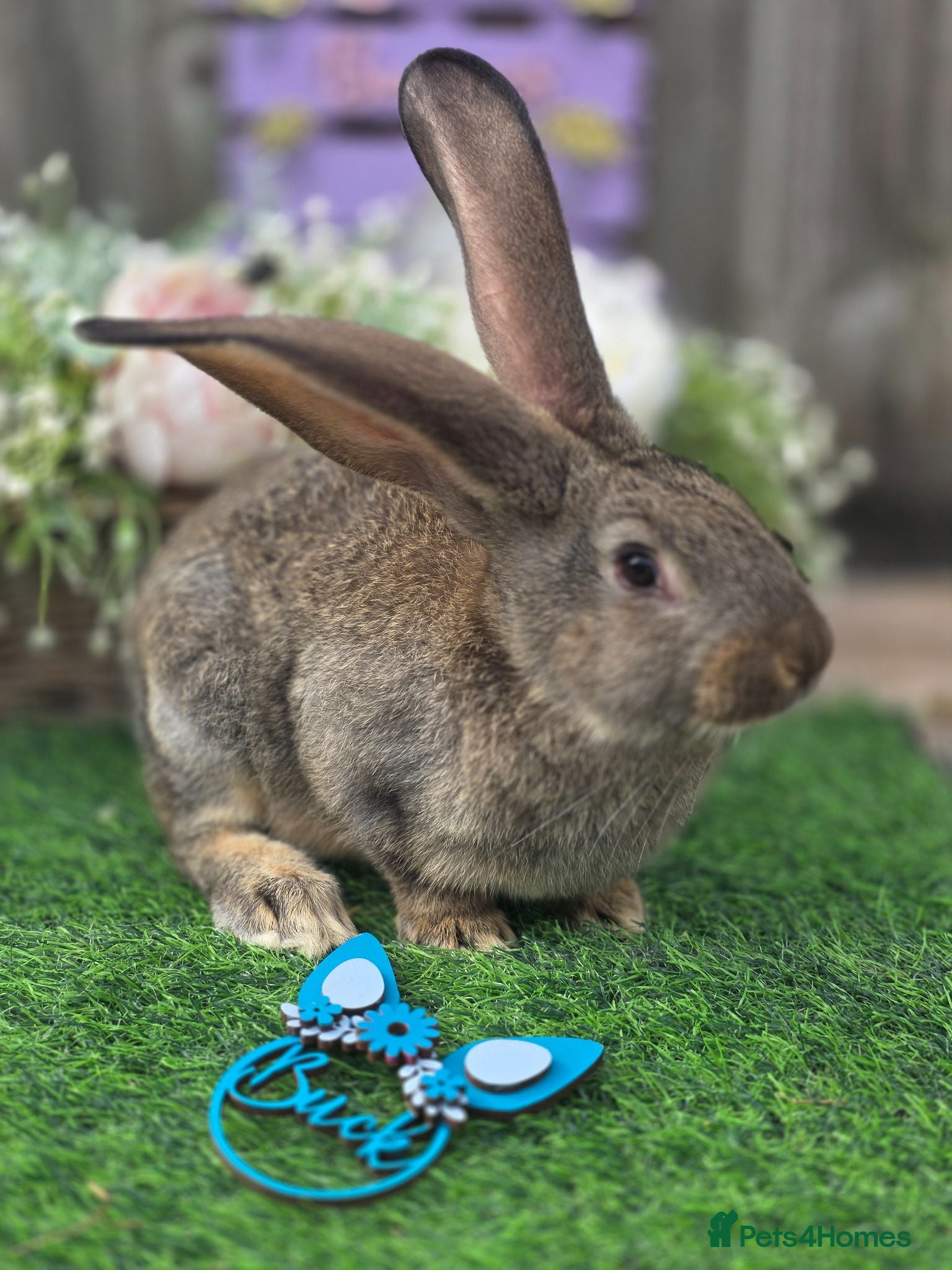 Continental Giant rabbits TWO BUCKS LEFT. - Advert 2
