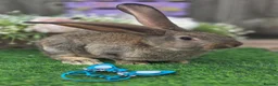 Continental Giant rabbits for sale: 4 continental giants for reserve - Advert 3