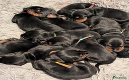 Dobermann dogs for sale: Doberman puppies  - Image 12