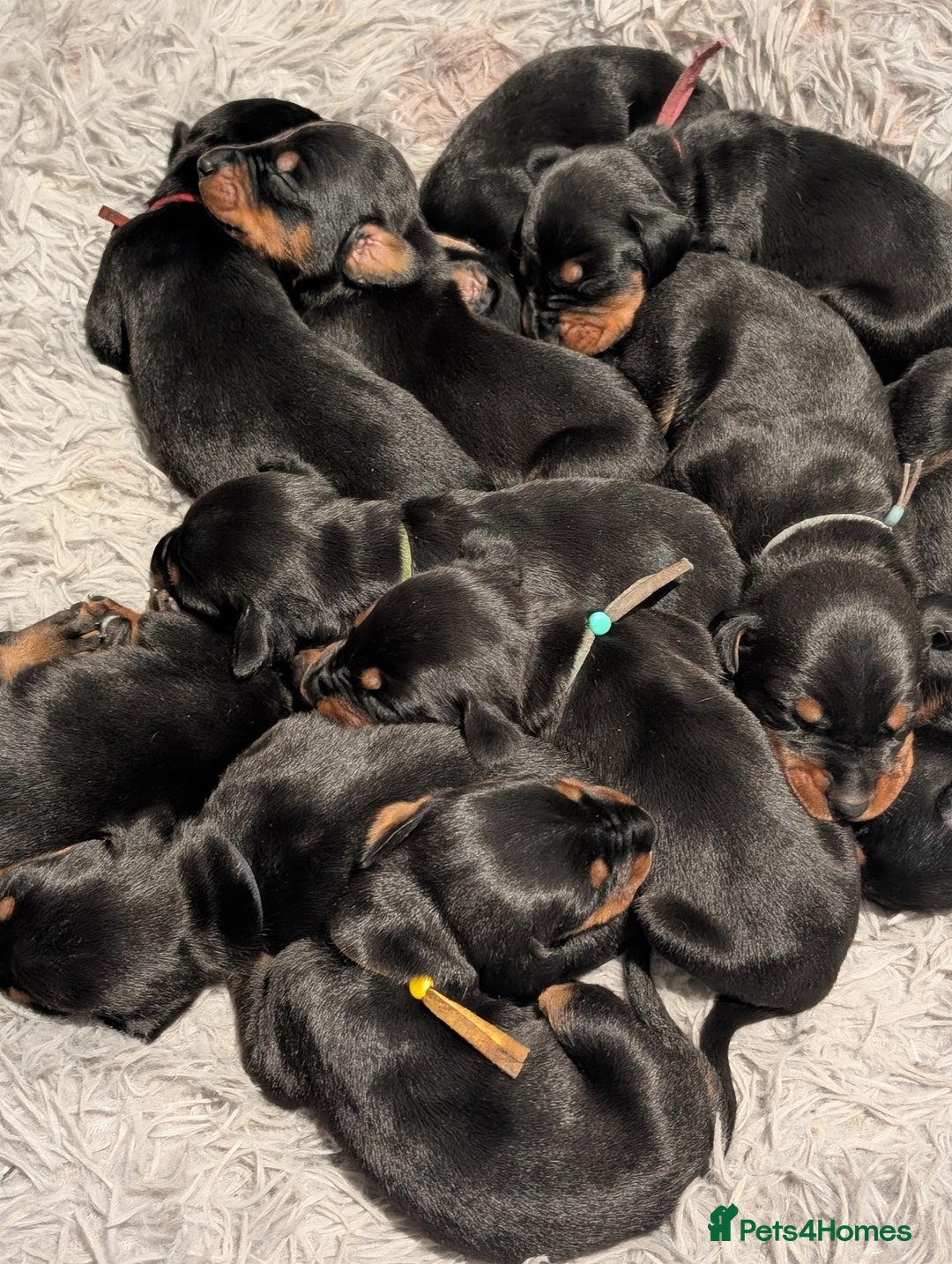 Dobermann dogs for sale: Doberman puppies  - Image 12