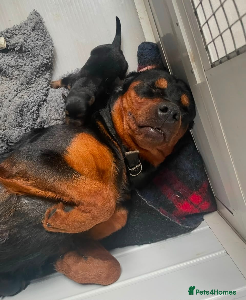 Rottweiler dogs Rottweiler pup - Advert 3