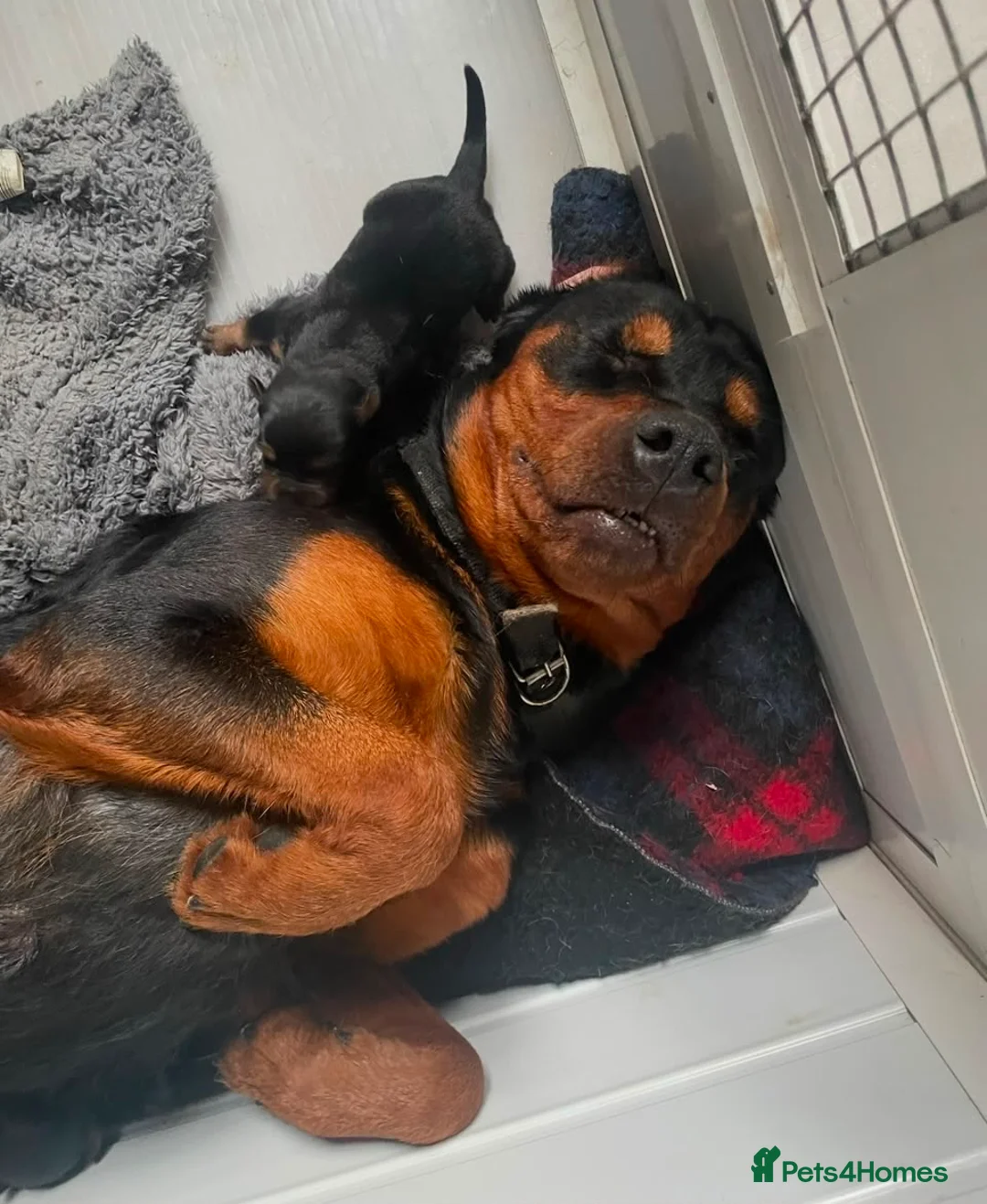 Rottweiler dogs for sale: Rottweiler pup - Advert 1