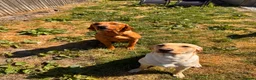 Labrador Retriever dogs for sale: Working fox Red/yellow Labradors - Advert 2