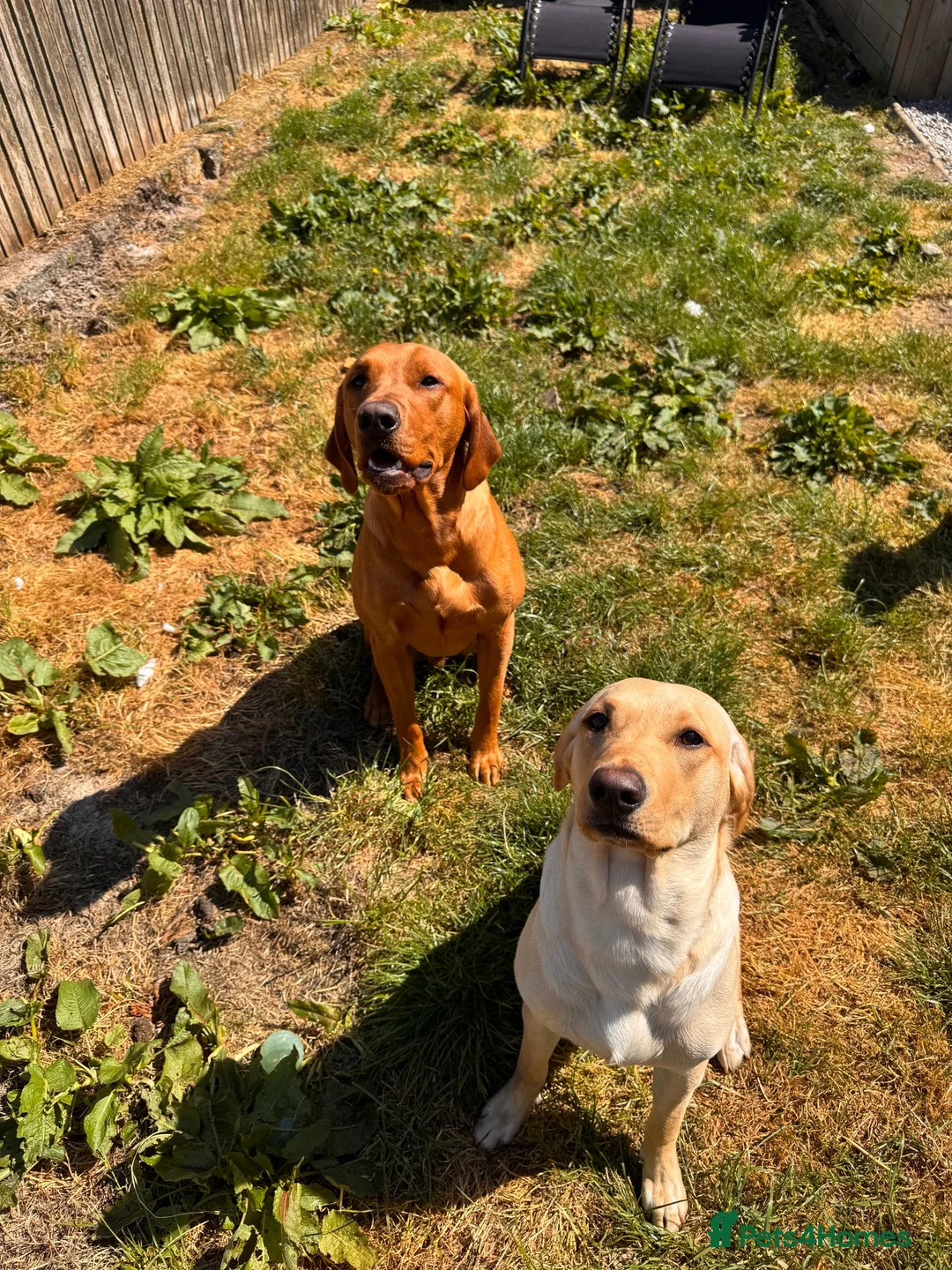 Labrador Retriever dogs for sale: Working fox Red/yellow Labradors - Advert 2