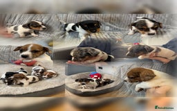 Jack Russell dogs for sale: Pure bred merle short legged jack Russell  - Image 1