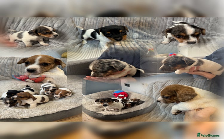 Jack Russell dogs - Advert 2