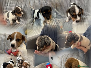 Jack Russell dogs - Advert 28