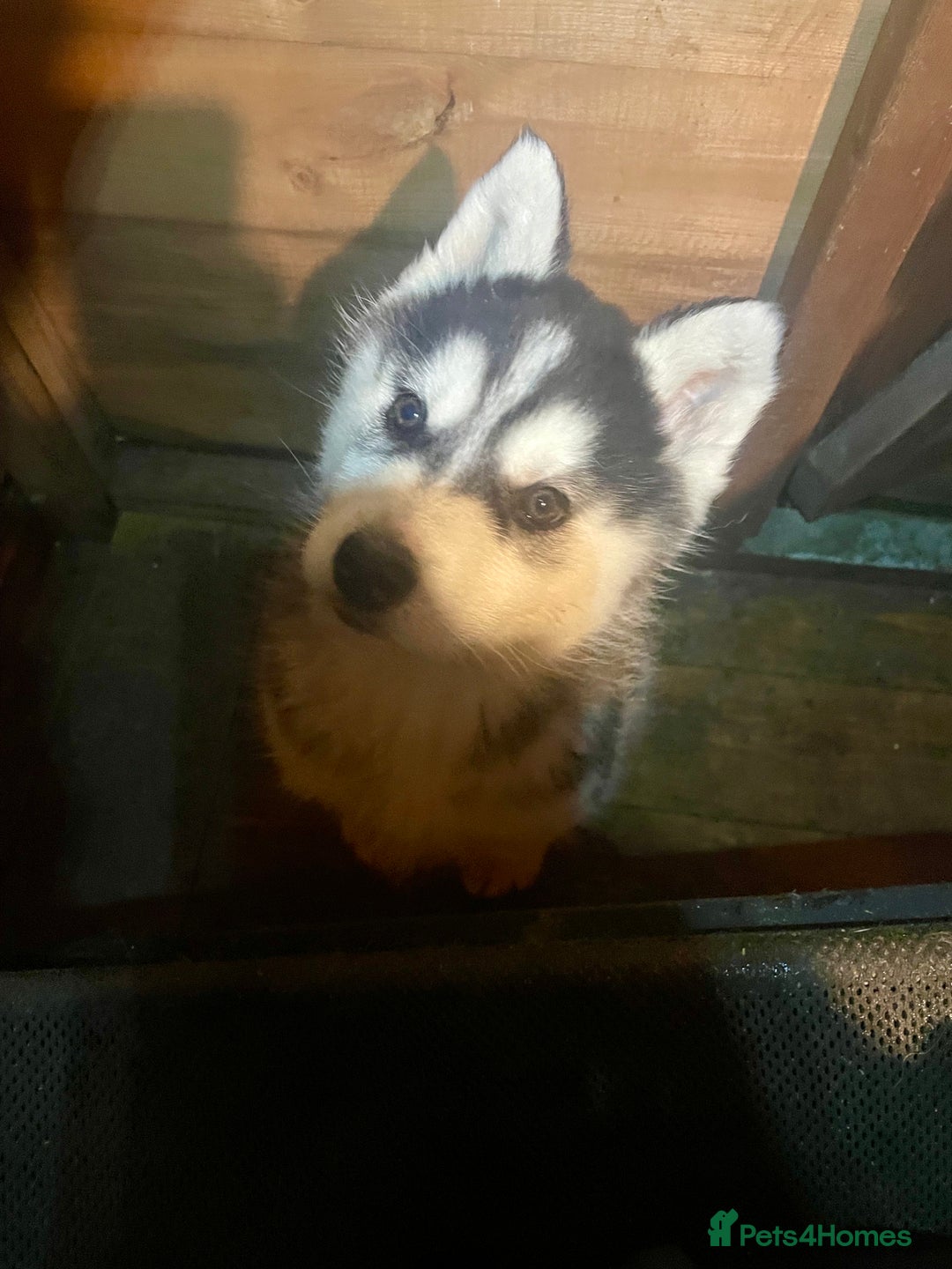 Siberian Husky dogs for sale: 4 pups left! - Advert 9