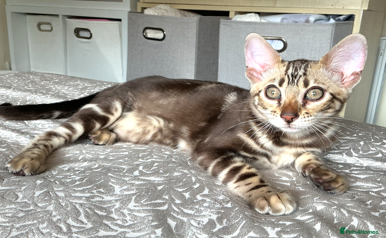 Bengal cats - Advert 8