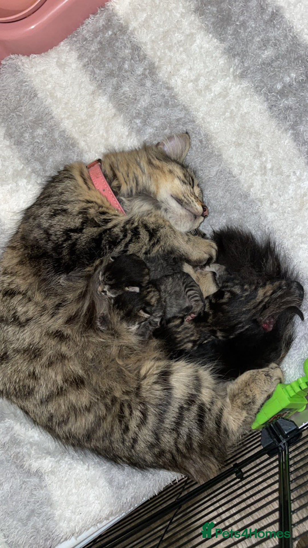 American Shorthair cats for sale: 2 american short hair kittens - Image 3