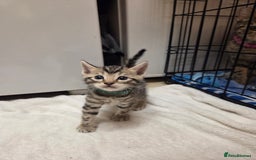 Bengal cats for sale: Beautiful 1/2 bengal kittens - Image 6