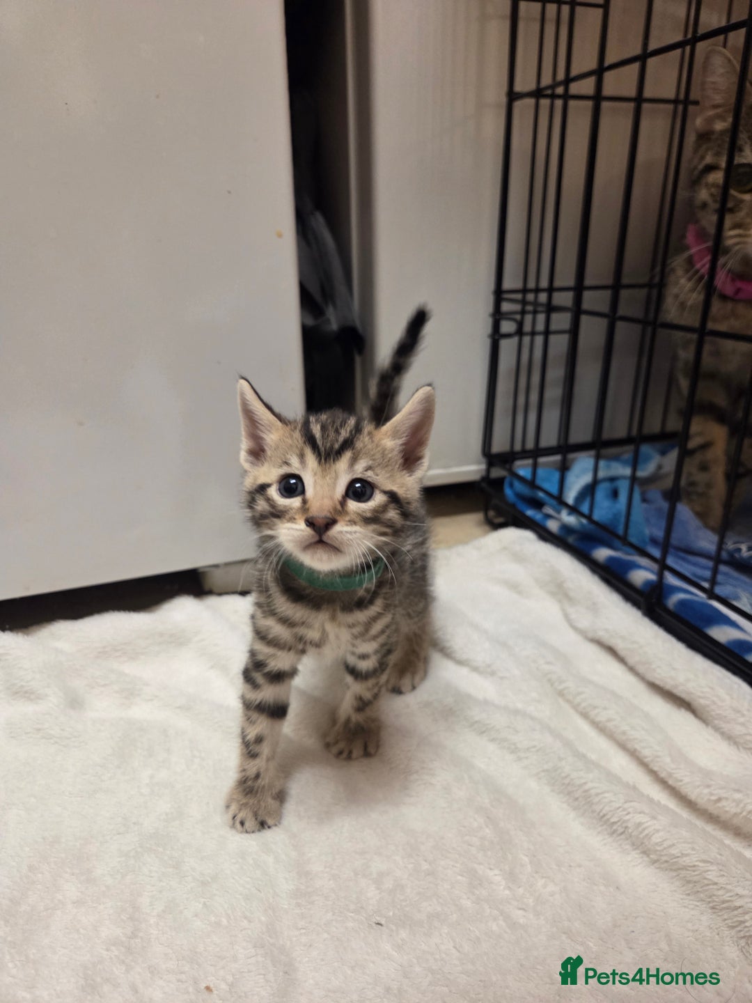 Bengal cats for sale: Beautiful 1/2 bengal kittens - Image 6