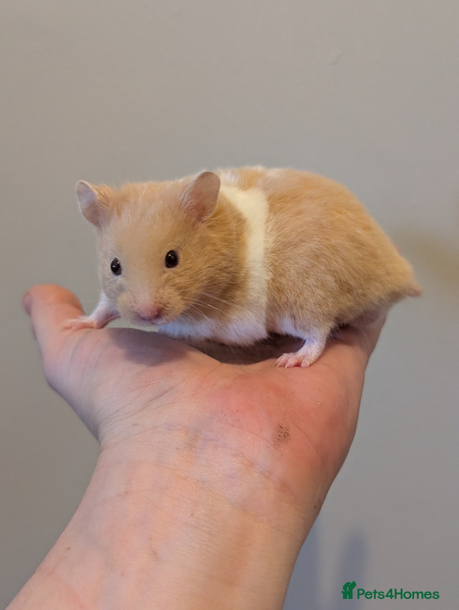 Hamster rodents Pedigree syrian hamsters  - Advert 12
