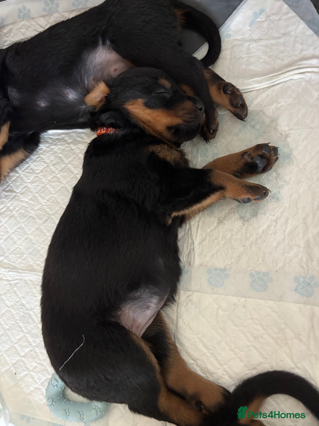 Rottweiler dogs for sale: Gorgeous girl Rottie pups - Image 8