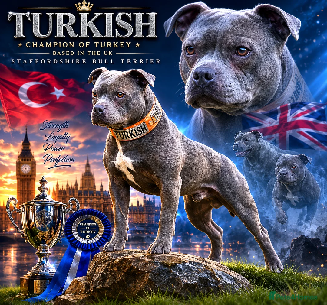 Staffordshire Bull Terrier dogs for stud: TRUSTED 5⭐️Licensed & Registered. GRAND CHAMPION🏆 - Advert 2
