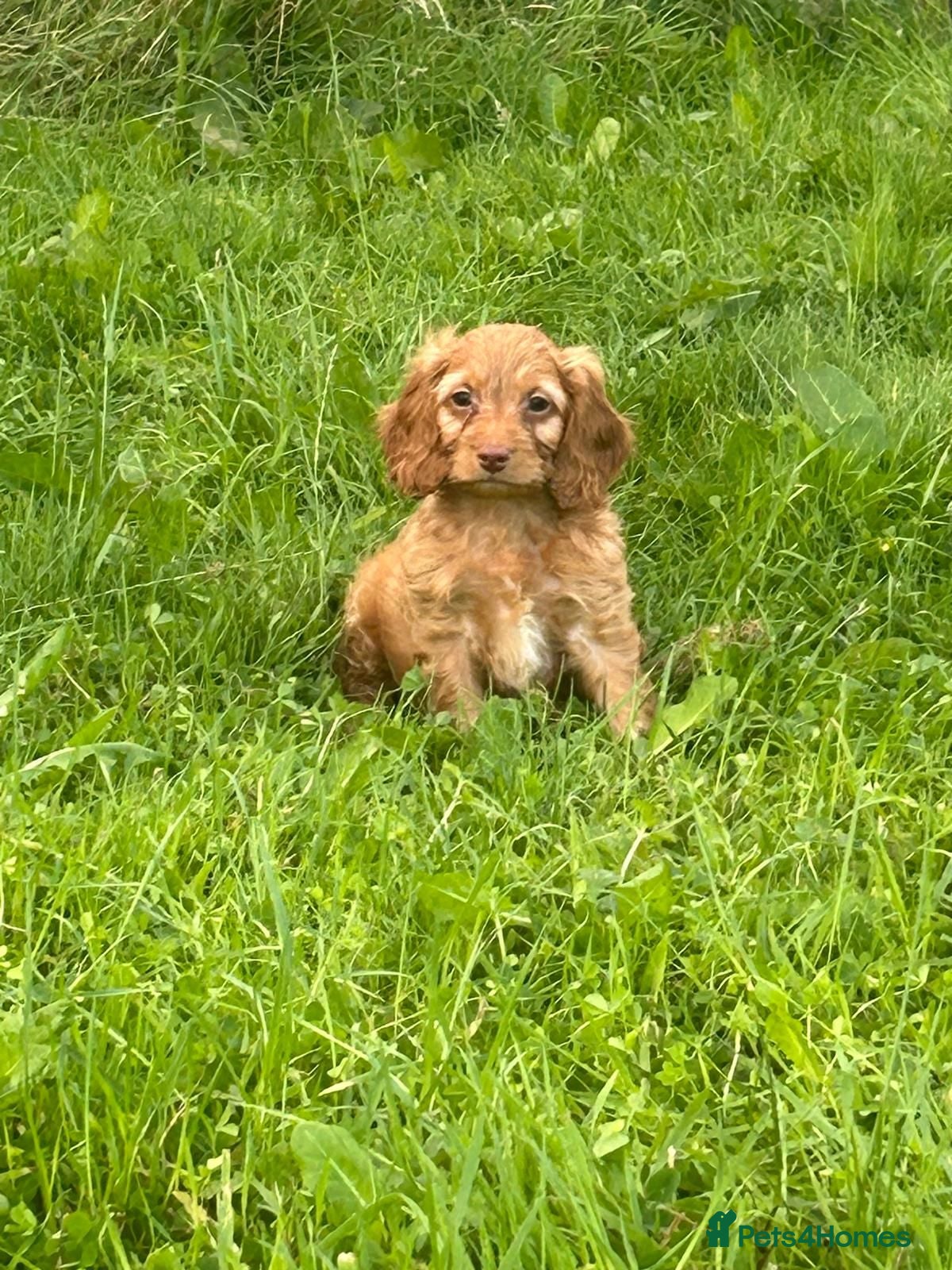 Cockapoo dogs F1 Cockapoo - Advert 10