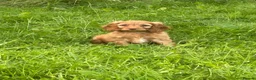 Cockapoo dogs for sale: F1 Cockapoo - Advert 1