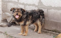 Mixed Breed dogs for adoption: 💖🐶 MALVINA 🐶💖 - Image 7