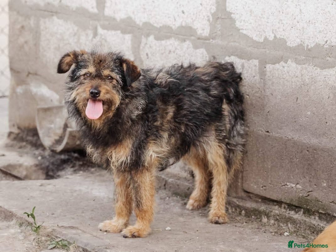 Mixed Breed dogs for adoption: 💖🐶 MALVINA 🐶💖 - Image 7