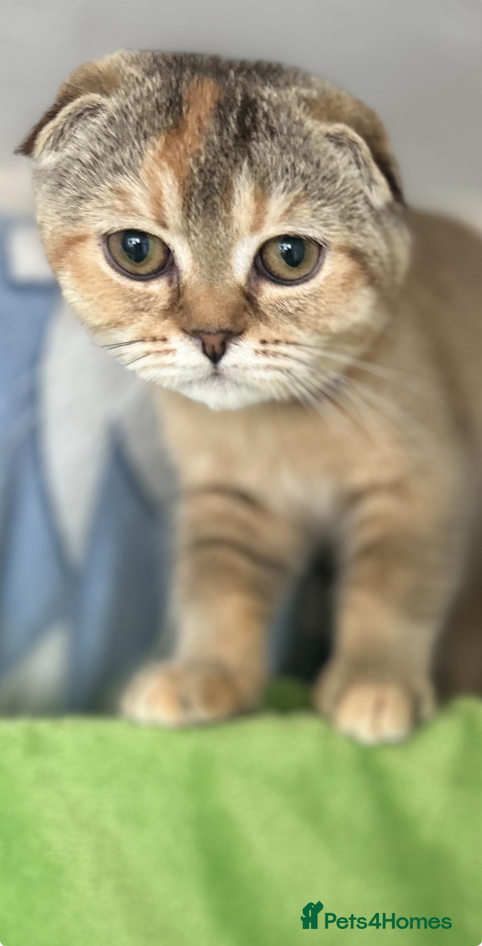 Scottish Fold cats Kittens Ready for Their Forever Homes - Advert 4