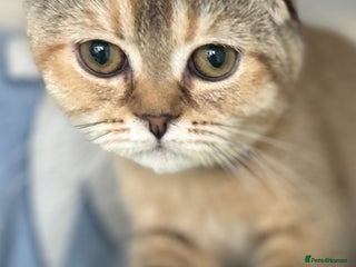 Scottish Fold cats - Advert 5