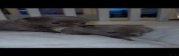 Chihuahua dogs for sale: Outstanding Russian line chihuahuas  - Advert 8