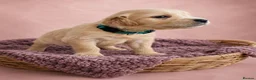 Golden Retriever dogs for sale: READY TO LEAVE 4 girls Golden retriever puppies - Advert 15