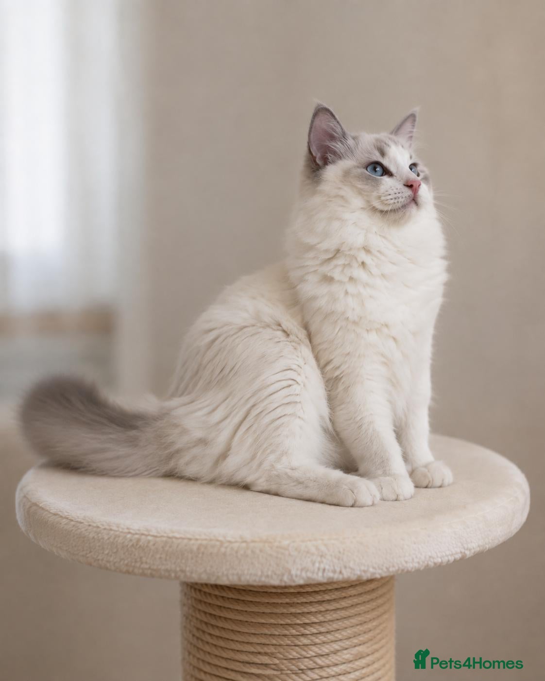 Ragdoll cats Beautiful Tica Registered Kittens Ragdoll - Advert 2