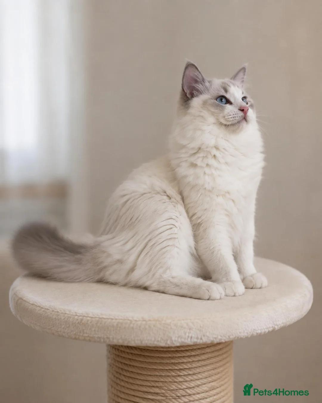 Ragdoll cats for sale: Beautiful Tica Registered Kittens Ragdoll - Advert 2
