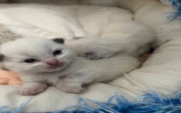 Ragdoll cats for sale: Beautiful Ragdoll Kittens (GCCF)TICA Reg. - Image 6
