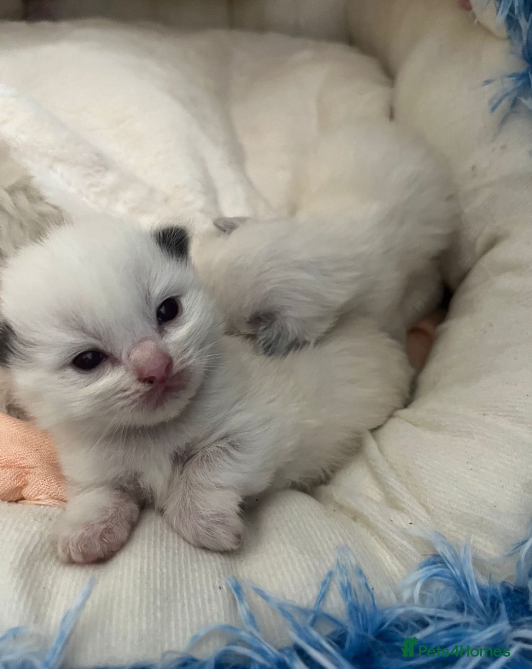 Ragdoll cats for sale: Beautiful Ragdoll Kittens (GCCF)TICA Reg. - Image 6